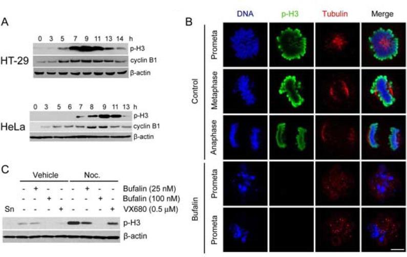 https://cdn.ncbi.nlm.nih.gov/pmc/blobs/f305/5862615/554847dc8d34/oncotarget-09-13783-g002.jpg