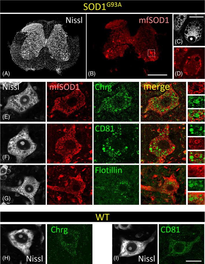 https://cdn.ncbi.nlm.nih.gov/pmc/blobs/f309/9616096/4a0aedf6c472/BPA-32-e13078-g013.jpg