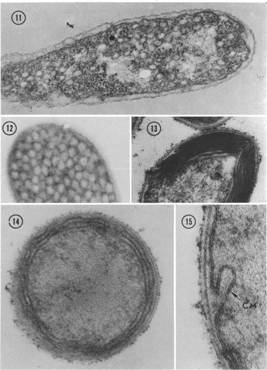 https://cdn.ncbi.nlm.nih.gov/pmc/blobs/f30d/248231/ff3fec05a50b/jbacter00376-0500-a.jpg