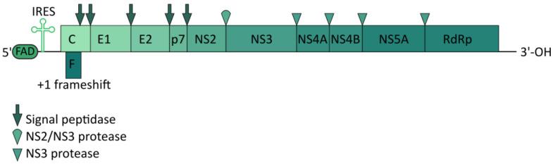 https://cdn.ncbi.nlm.nih.gov/pmc/blobs/f30e/10779197/66c756f02e4f/ijms-25-00334-g004.jpg