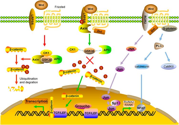 https://cdn.ncbi.nlm.nih.gov/pmc/blobs/f30e/8339209/814d2d0fdd44/fphar-12-717065-g002.jpg