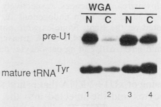 https://cdn.ncbi.nlm.nih.gov/pmc/blobs/f312/360761/871c41d5f95f/molcellb00043-0093-b.jpg