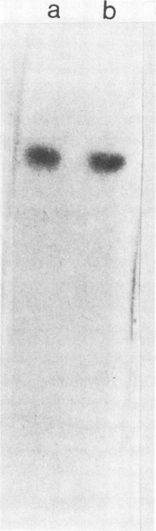 https://cdn.ncbi.nlm.nih.gov/pmc/blobs/f31b/240376/1b206759b377/aem00152-0235-a.jpg