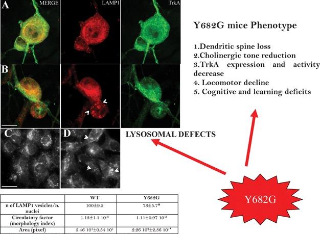 https://cdn.ncbi.nlm.nih.gov/pmc/blobs/f31d/4033529/71ffda85b5ae/bies0035-0847-f3.jpg