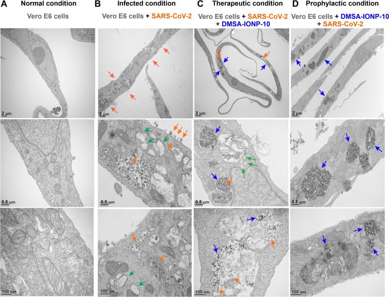 https://cdn.ncbi.nlm.nih.gov/pmc/blobs/f31f/9338509/8eb7dc46eafd/12951_2022_1542_Fig6_HTML.jpg