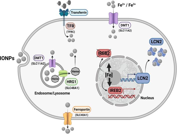 https://cdn.ncbi.nlm.nih.gov/pmc/blobs/f31f/9338509/e8987d641b57/12951_2022_1542_Fig8_HTML.jpg