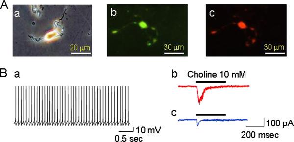 https://cdn.ncbi.nlm.nih.gov/pmc/blobs/f327/3573893/043a8eba9f8d/1471-2202-13-155-1.jpg