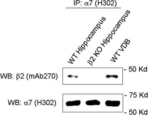 https://cdn.ncbi.nlm.nih.gov/pmc/blobs/f327/3573893/1d4a0b1322b8/1471-2202-13-155-2.jpg