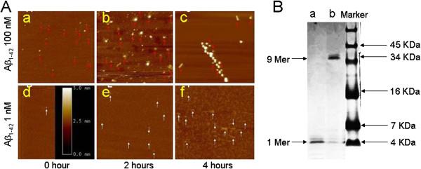 https://cdn.ncbi.nlm.nih.gov/pmc/blobs/f327/3573893/b8222f1769df/1471-2202-13-155-3.jpg
