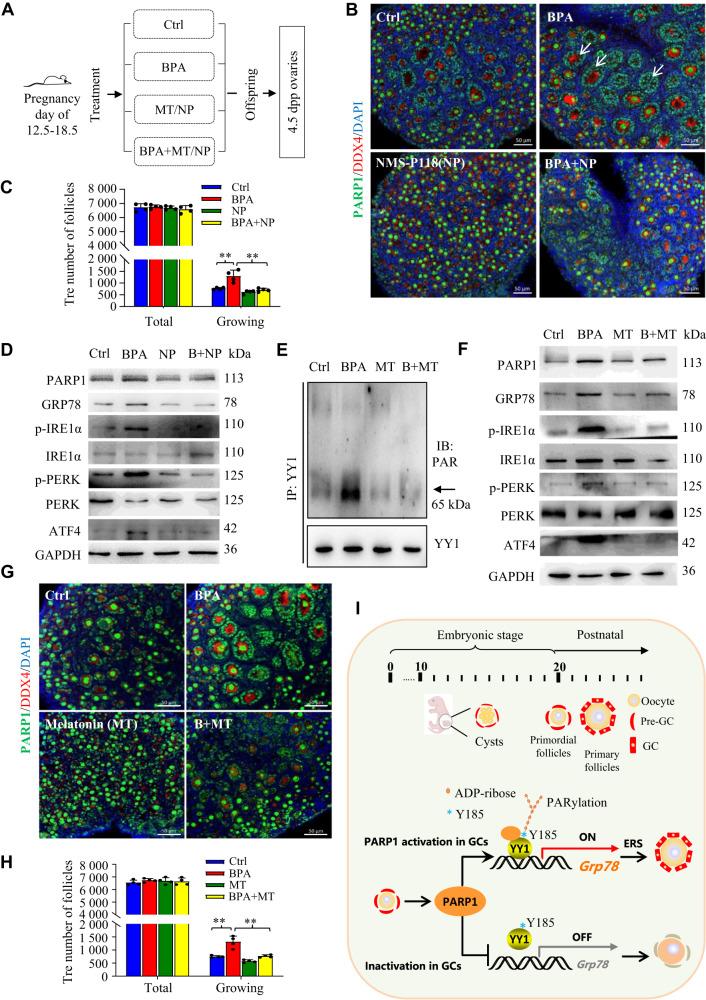 https://cdn.ncbi.nlm.nih.gov/pmc/blobs/f32d/10427711/4d3928df0eb3/41419_2023_5984_Fig6_HTML.jpg