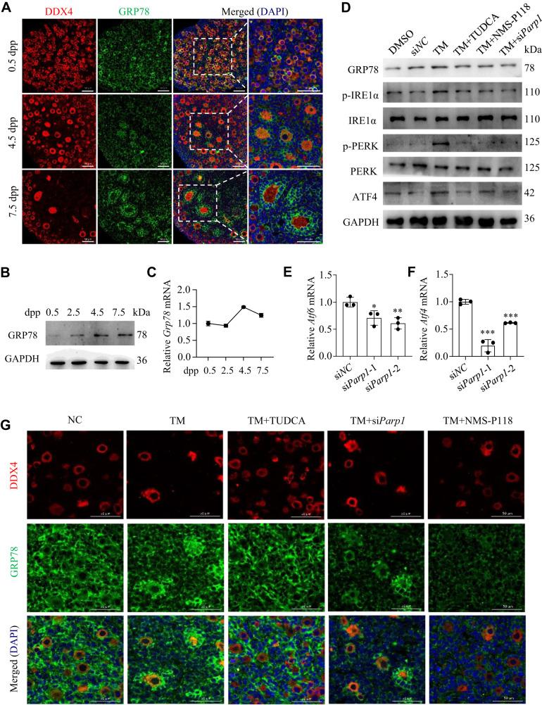 https://cdn.ncbi.nlm.nih.gov/pmc/blobs/f32d/10427711/6b2c3cfb89ef/41419_2023_5984_Fig3_HTML.jpg