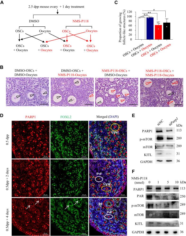 https://cdn.ncbi.nlm.nih.gov/pmc/blobs/f32d/10427711/cd8381f6a199/41419_2023_5984_Fig2_HTML.jpg