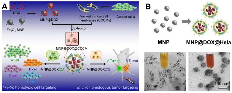https://cdn.ncbi.nlm.nih.gov/pmc/blobs/f32d/7255022/5b26ebd8f947/thnov10p6278g024.jpg