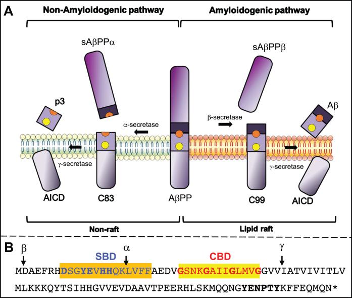 https://cdn.ncbi.nlm.nih.gov/pmc/blobs/f32e/11091651/e96f9fa0f597/jad-98-jad231318-g001.jpg
