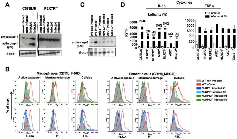 https://cdn.ncbi.nlm.nih.gov/pmc/blobs/f32e/3894209/ab64eacc3735/ppat.1003885.g003.jpg