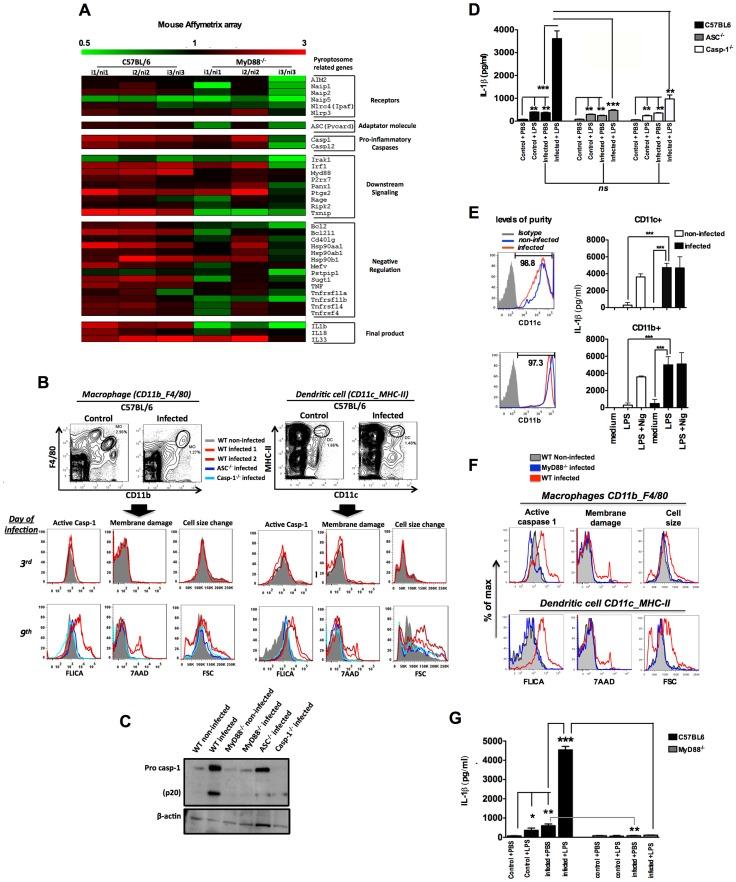 https://cdn.ncbi.nlm.nih.gov/pmc/blobs/f32e/3894209/b8ac59ad5008/ppat.1003885.g001.jpg
