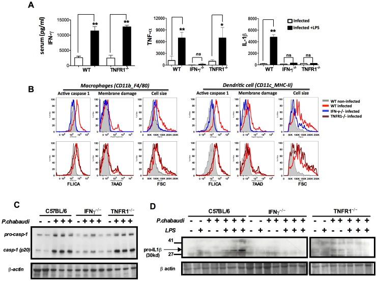 https://cdn.ncbi.nlm.nih.gov/pmc/blobs/f32e/3894209/dac36a54c3d6/ppat.1003885.g002.jpg