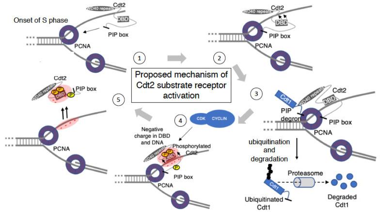 https://cdn.ncbi.nlm.nih.gov/pmc/blobs/f32f/8871960/789dd1a3b5e3/genes-13-00266-g006.jpg