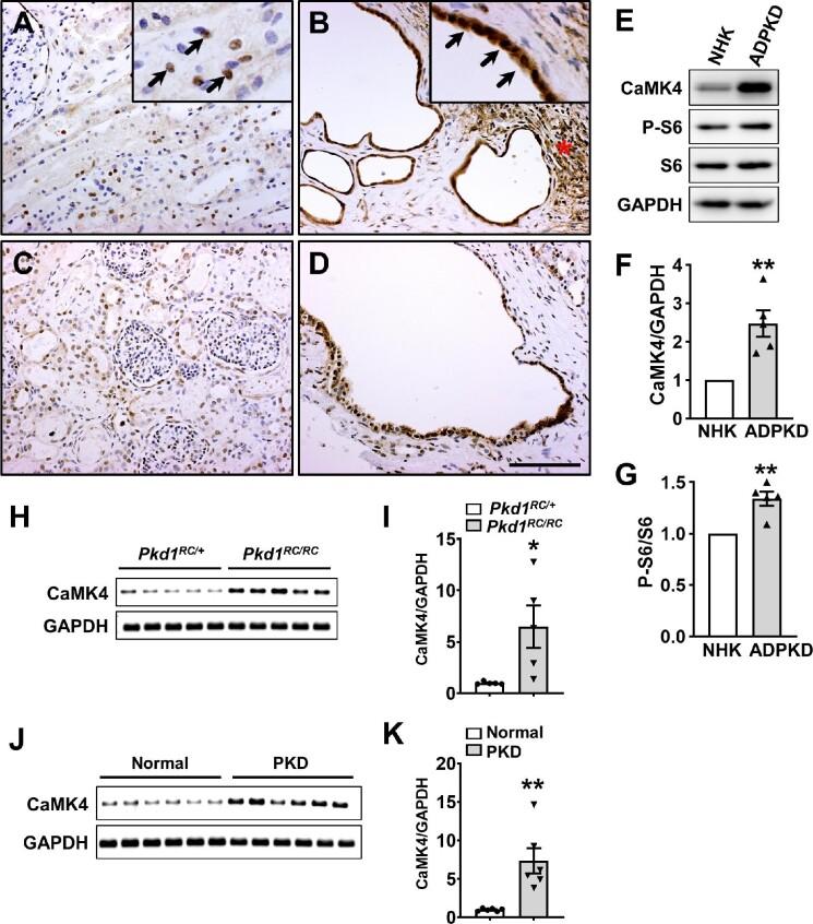 https://cdn.ncbi.nlm.nih.gov/pmc/blobs/f330/9802383/5f91abb9a334/mjac050fig1.jpg
