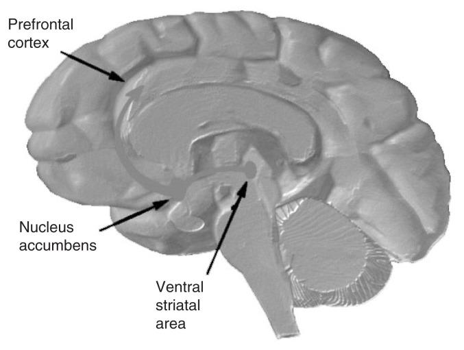 https://cdn.ncbi.nlm.nih.gov/pmc/blobs/f332/6668888/c57f9c073a58/161-173f3.jpg