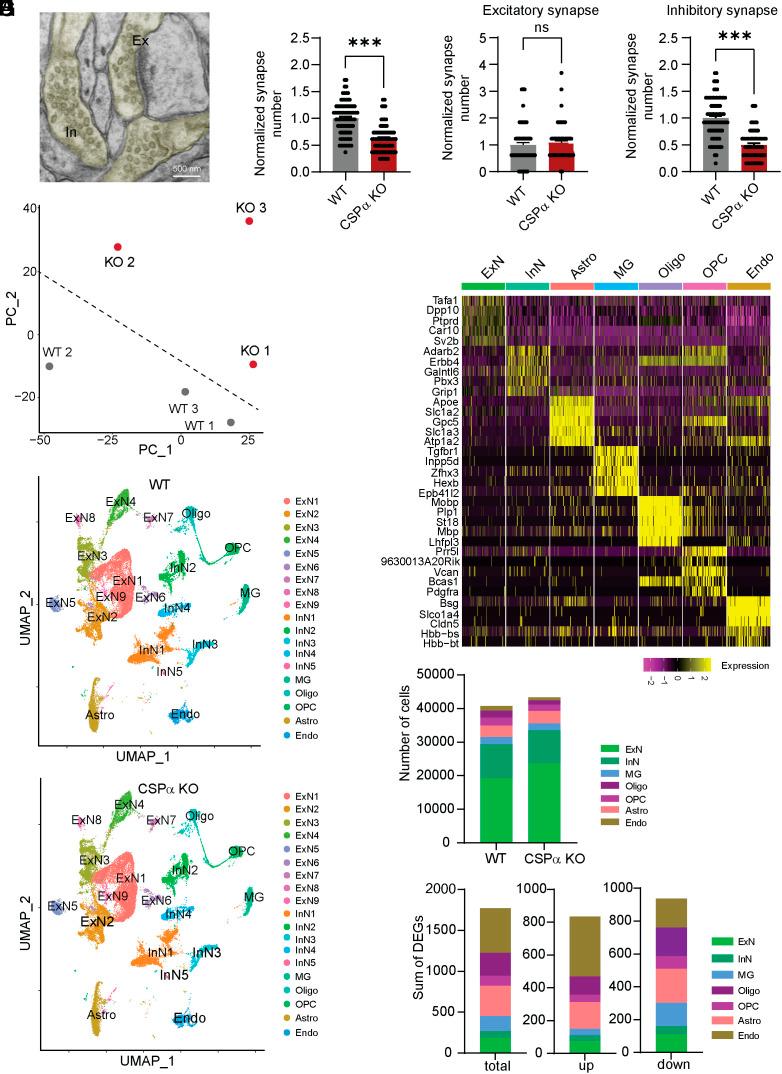 https://cdn.ncbi.nlm.nih.gov/pmc/blobs/f333/11181078/2f2d241966ee/pnas.2320064121fig01.jpg
