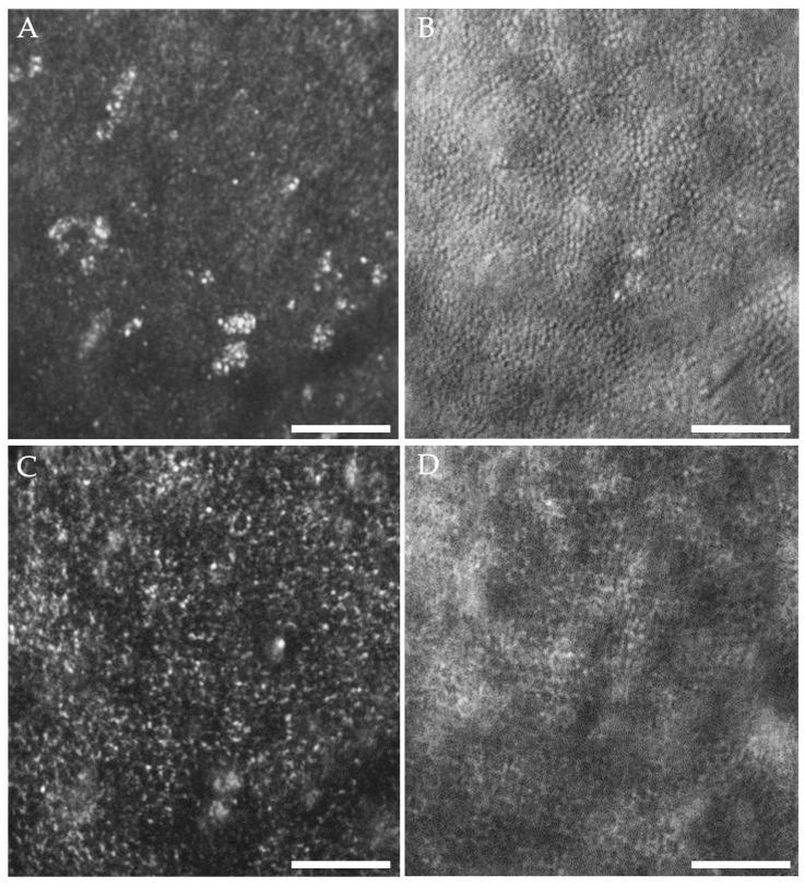 https://cdn.ncbi.nlm.nih.gov/pmc/blobs/f334/12346624/c5c1cac05bb2/diagnostics-15-01904-g002.jpg