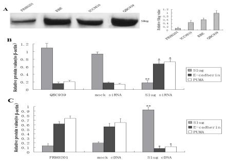 https://cdn.ncbi.nlm.nih.gov/pmc/blobs/f335/3039959/612417482477/ijms-12-00385f1.jpg