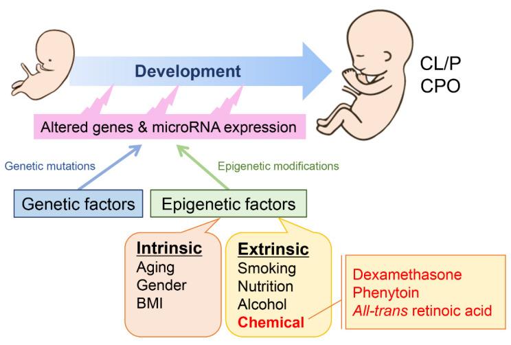 https://cdn.ncbi.nlm.nih.gov/pmc/blobs/f336/9958963/de82a75460cb/ijms-24-03552-g002.jpg