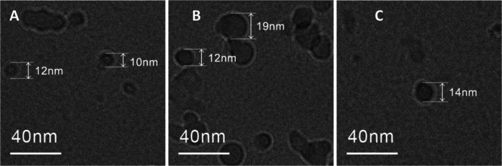 https://cdn.ncbi.nlm.nih.gov/pmc/blobs/f339/10859898/ebeb205c4867/am3c13893_0001.jpg