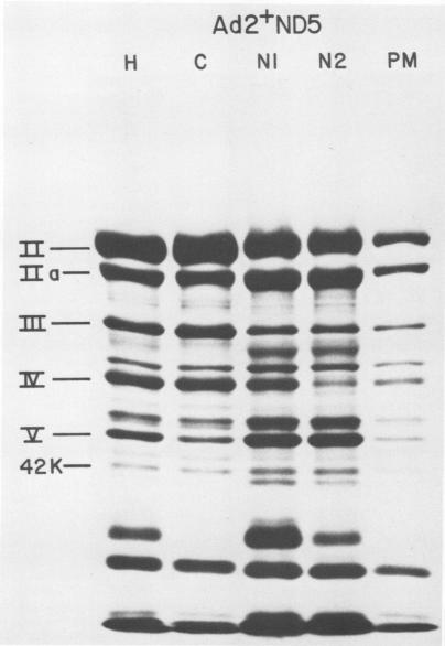 https://cdn.ncbi.nlm.nih.gov/pmc/blobs/f339/515658/07fece78d2c3/jvirol00207-0359-a.jpg