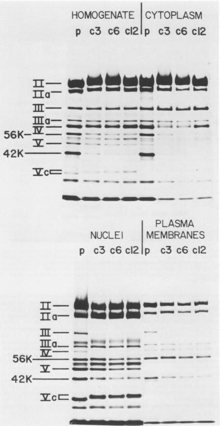 https://cdn.ncbi.nlm.nih.gov/pmc/blobs/f339/515658/0f37d52e634e/jvirol00207-0361-a.jpg