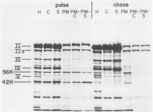 https://cdn.ncbi.nlm.nih.gov/pmc/blobs/f339/515658/3075eecbb07b/jvirol00207-0364-a.jpg