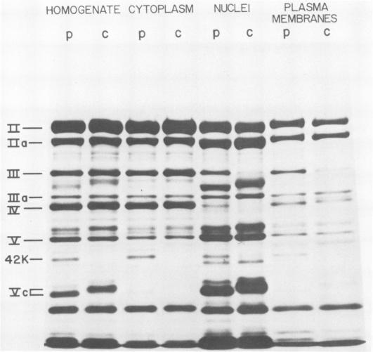 https://cdn.ncbi.nlm.nih.gov/pmc/blobs/f339/515658/6a440ab40ffe/jvirol00207-0363-a.jpg
