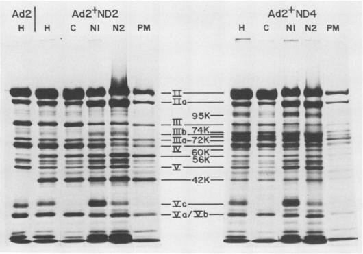 https://cdn.ncbi.nlm.nih.gov/pmc/blobs/f339/515658/768d991d103a/jvirol00207-0357-a.jpg