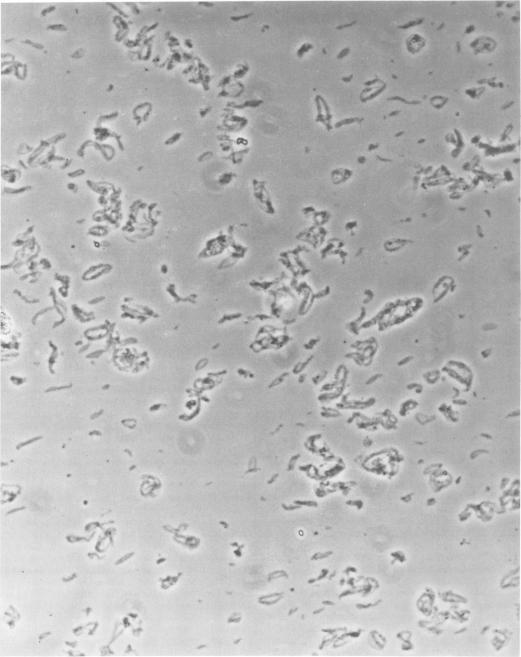 https://cdn.ncbi.nlm.nih.gov/pmc/blobs/f339/515658/ecf6ee0d692f/jvirol00207-0354-a.jpg