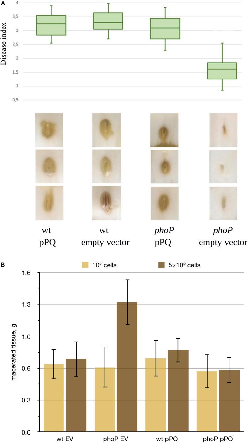 https://cdn.ncbi.nlm.nih.gov/pmc/blobs/f33a/7843439/9a0e49120cfb/fmicb-11-621391-g001.jpg