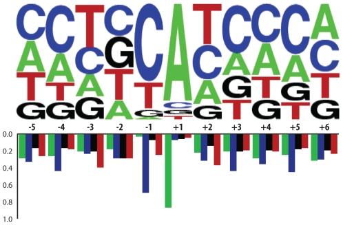 https://cdn.ncbi.nlm.nih.gov/pmc/blobs/f342/2773440/9501ab497935/pgen.1000716.g002.jpg