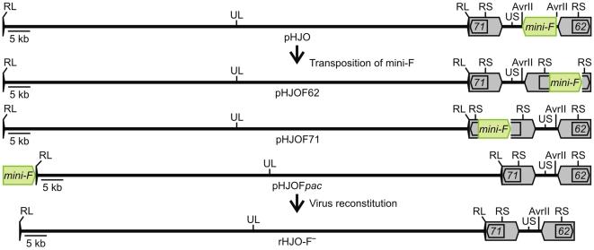https://cdn.ncbi.nlm.nih.gov/pmc/blobs/f343/2780728/1fdbe5e30ccc/pone.0008178.g002.jpg