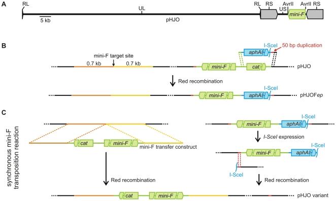 https://cdn.ncbi.nlm.nih.gov/pmc/blobs/f343/2780728/25bc8ea304e6/pone.0008178.g001.jpg