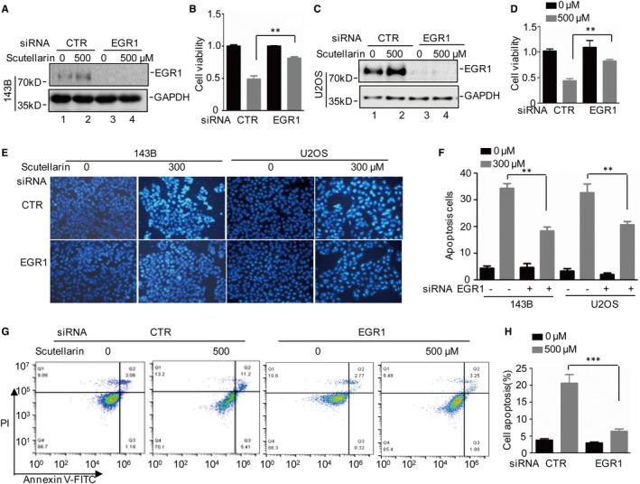 https://cdn.ncbi.nlm.nih.gov/pmc/blobs/f344/8419195/ee0eeeba08fc/JCMM-25-8479-g004.jpg