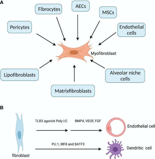 https://cdn.ncbi.nlm.nih.gov/pmc/blobs/f345/8602099/fabf2e264579/fimmu-12-747335-g001.jpg
