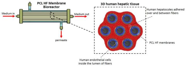 https://cdn.ncbi.nlm.nih.gov/pmc/blobs/f346/9919920/5331f940b41c/polymers-15-00619-g005.jpg