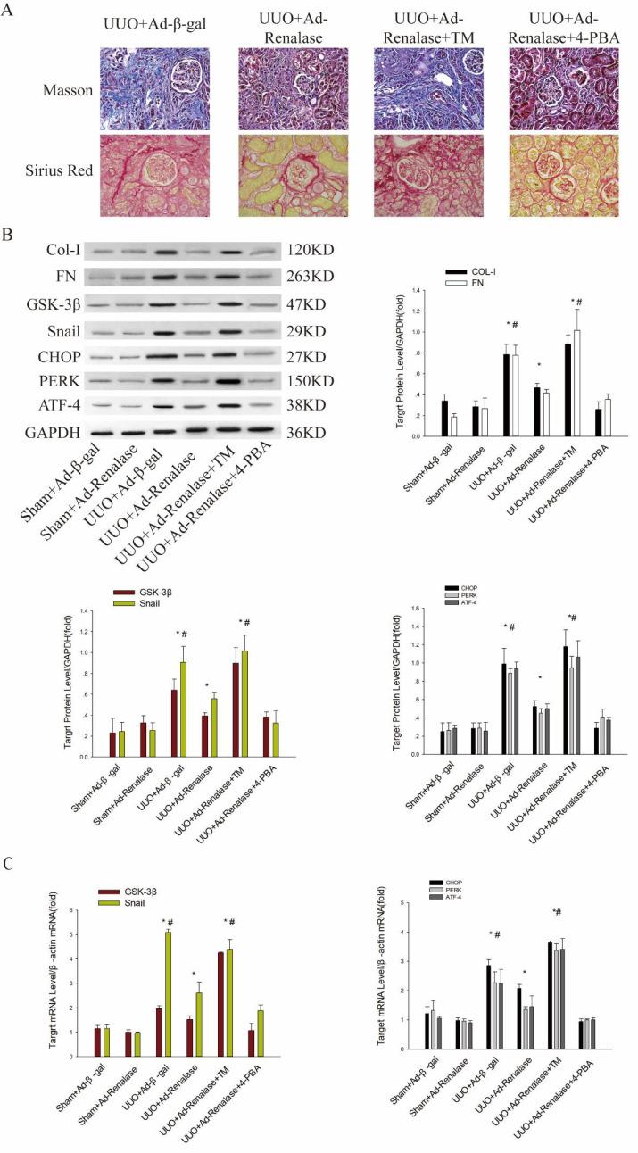 https://cdn.ncbi.nlm.nih.gov/pmc/blobs/f34b/10110476/43a5ac858402/ijmsv20p0669g003.jpg