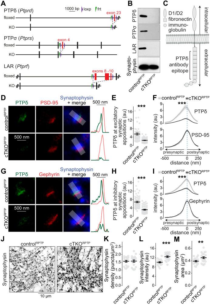 https://cdn.ncbi.nlm.nih.gov/pmc/blobs/f34b/7963474/dfaada756d18/elife-66638-fig1.jpg