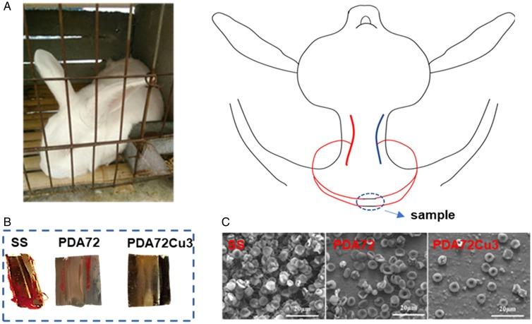https://cdn.ncbi.nlm.nih.gov/pmc/blobs/f34d/7147359/9cd14084c501/rbz043f8.jpg