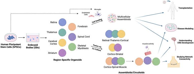 https://cdn.ncbi.nlm.nih.gov/pmc/blobs/f34e/9310295/2a8abba9deb8/10.1177_20417314221113391-fig4.jpg