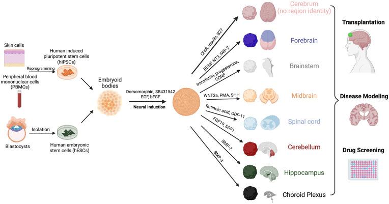 https://cdn.ncbi.nlm.nih.gov/pmc/blobs/f34e/9310295/35725a28e81c/10.1177_20417314221113391-fig3.jpg