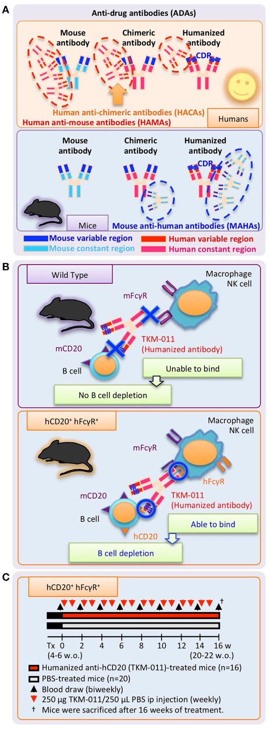 https://cdn.ncbi.nlm.nih.gov/pmc/blobs/f357/6224429/a3d8be688299/fimmu-09-02534-g0001.jpg