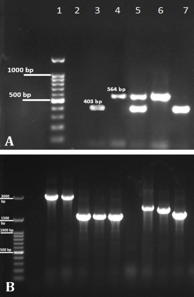 https://cdn.ncbi.nlm.nih.gov/pmc/blobs/f35e/8094138/d153caa23ca9/vrf-12-101-g001.jpg