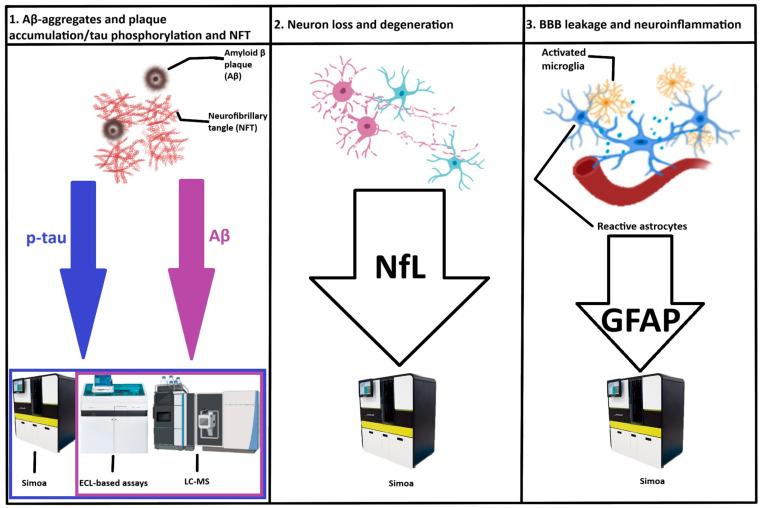 https://cdn.ncbi.nlm.nih.gov/pmc/blobs/f360/12347836/4b9fc0853aff/ijms-26-07268-g001.jpg
